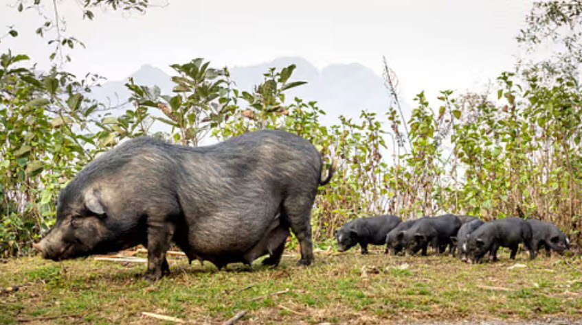 Goose Island Wildlife Sanctuary, South Andaman, Andaman and Nicobar Islands - Vushii.com Goose Island Wildlife Sanctuary, South Andaman, Andaman and Nicobar Islands - Vushii.com